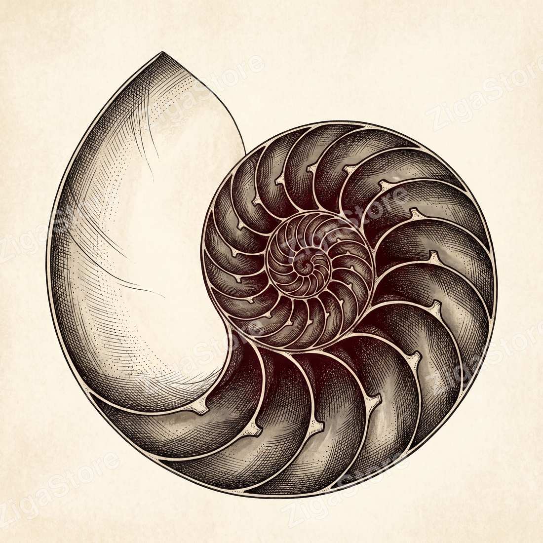 Chambered Nautilus in Section | Dark Academia Printable Wall Art Print by Inkwell & Bramble — print preview (watermarked)