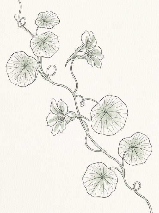 Nasturtium Vine, Trailing | Botanical Line Printable Wall Art Print by Verdant Hours — print preview