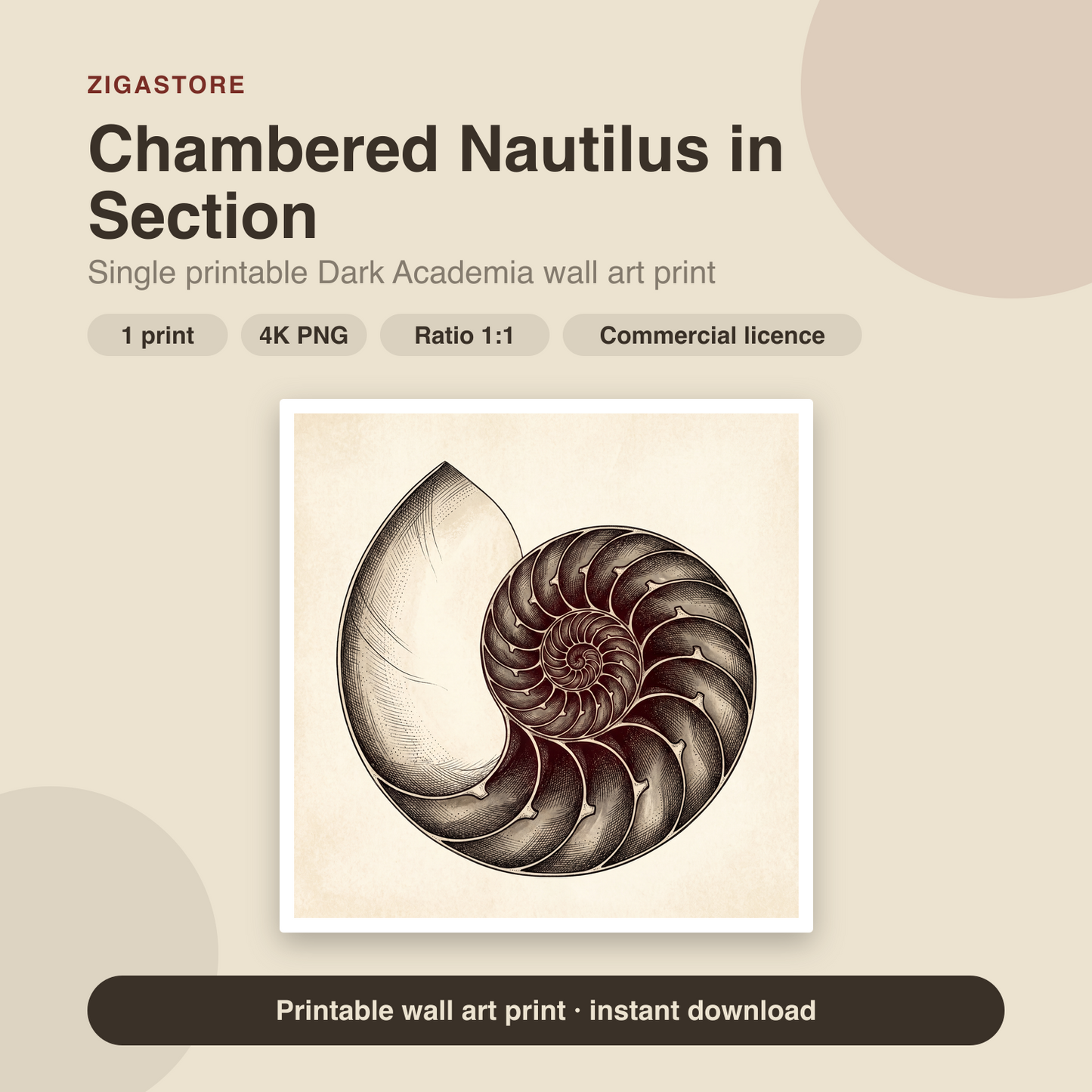 Chambered Nautilus in Section | Dark Academia Printable Wall Art Print by Inkwell & Bramble