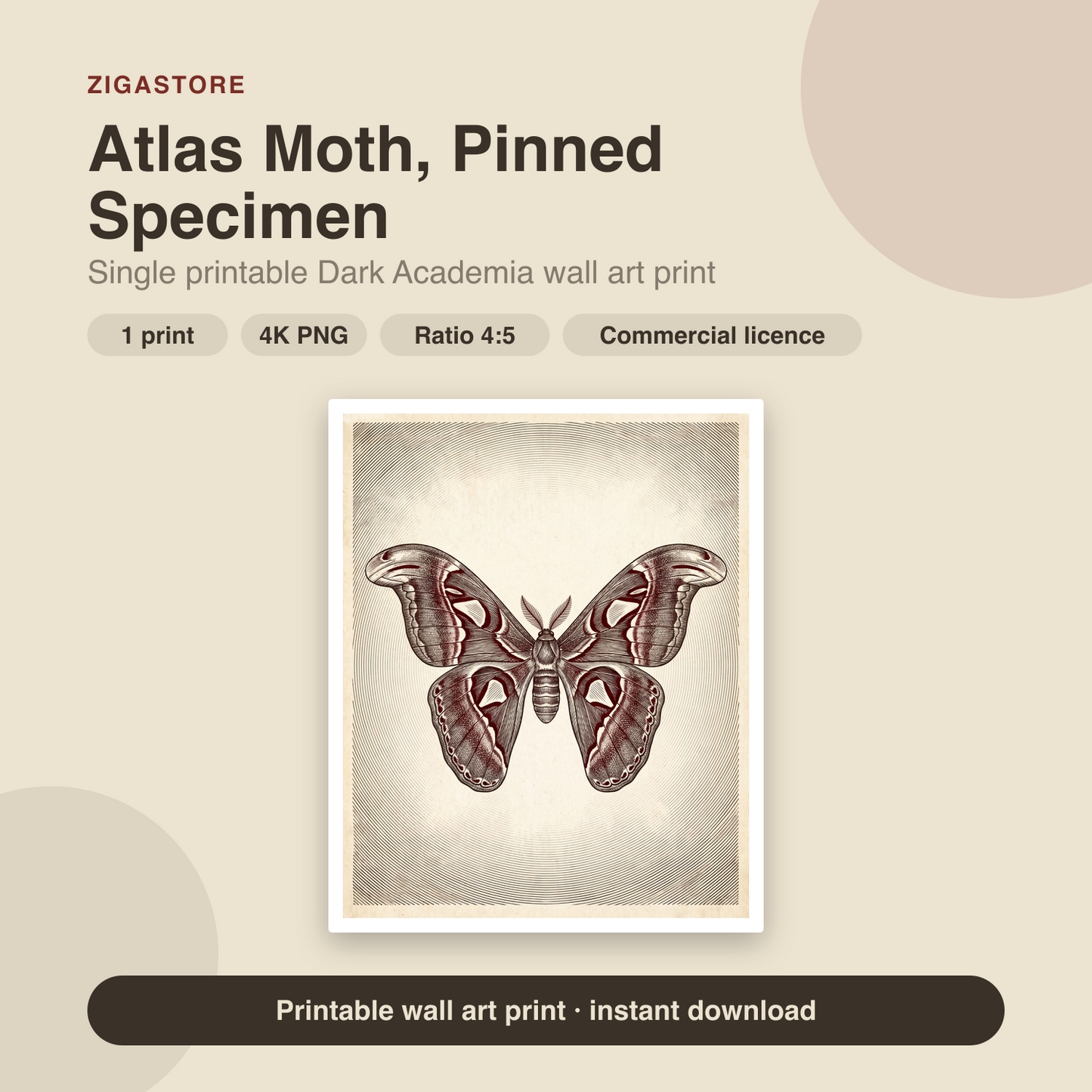 Atlas Moth, Pinned Specimen | Dark Academia Printable Wall Art Print by Inkwell & Bramble