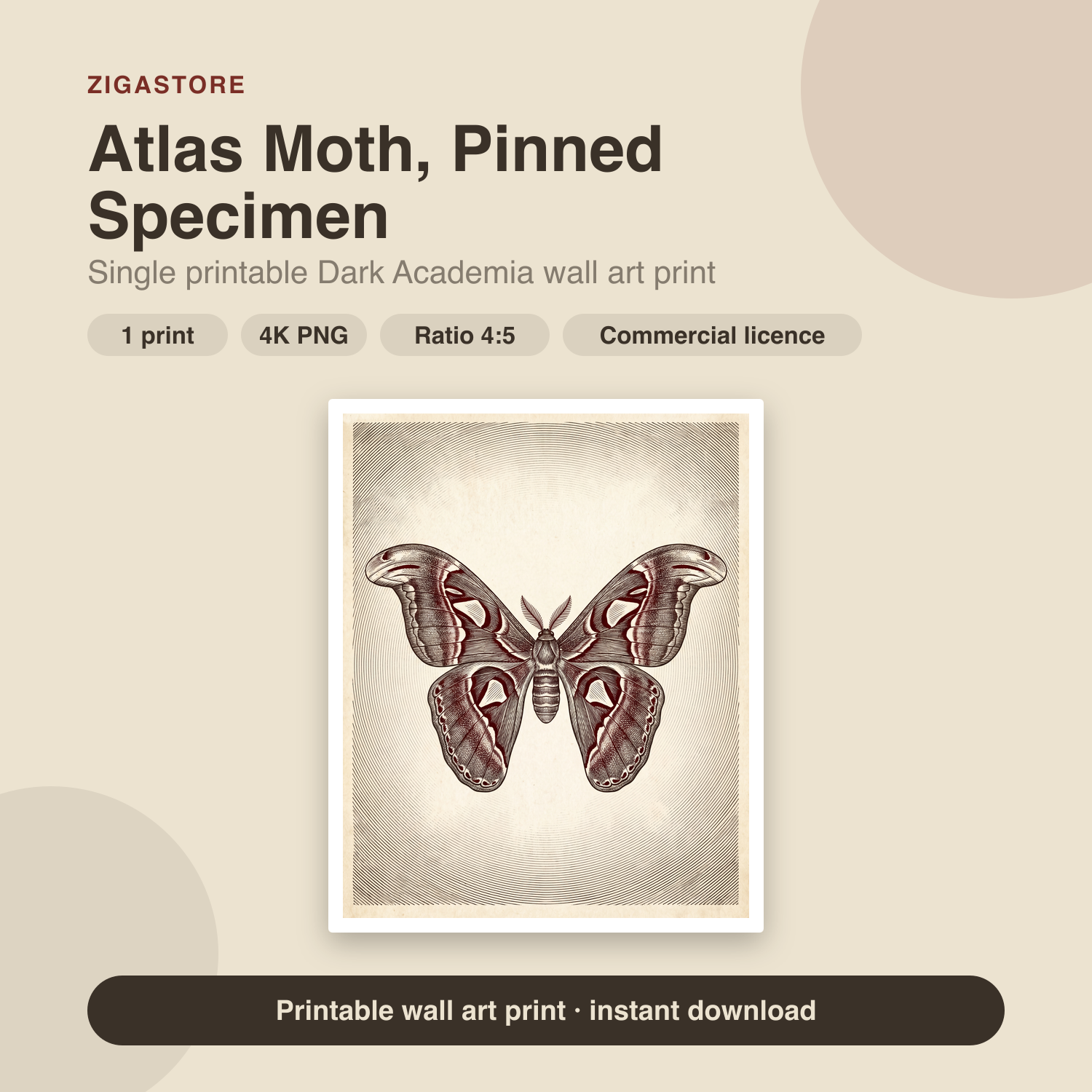 Atlas Moth, Pinned Specimen | Dark Academia Printable Wall Art Print by Inkwell & Bramble