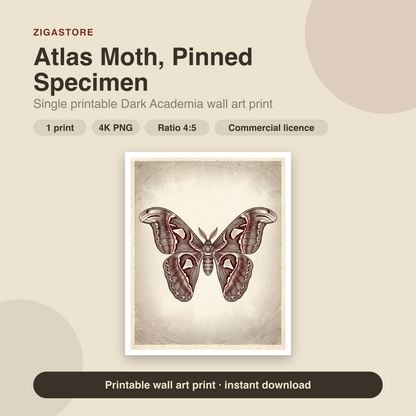 Atlas Moth, Pinned Specimen | Dark Academia Printable Wall Art Print by Inkwell & Bramble