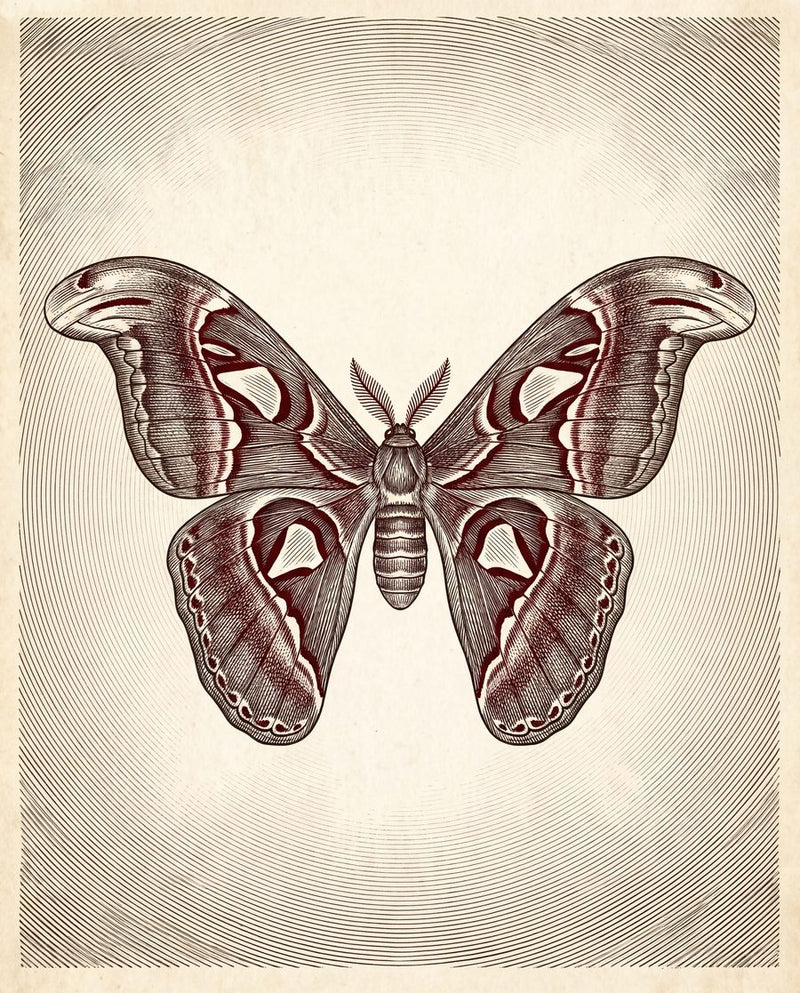 Midnight Athenaeum Plates - Dark Academia 3-Piece Printable Wall Art by Inkwell & Bramble — print preview shown framed at true scale in an illustrated room preview