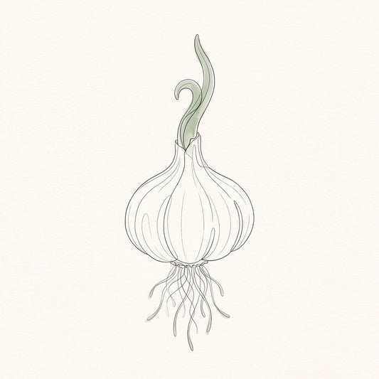 Sprouting Garlic Bulb Study | Botanical Line Printable Wall Art Print by Verdant Hours — print preview