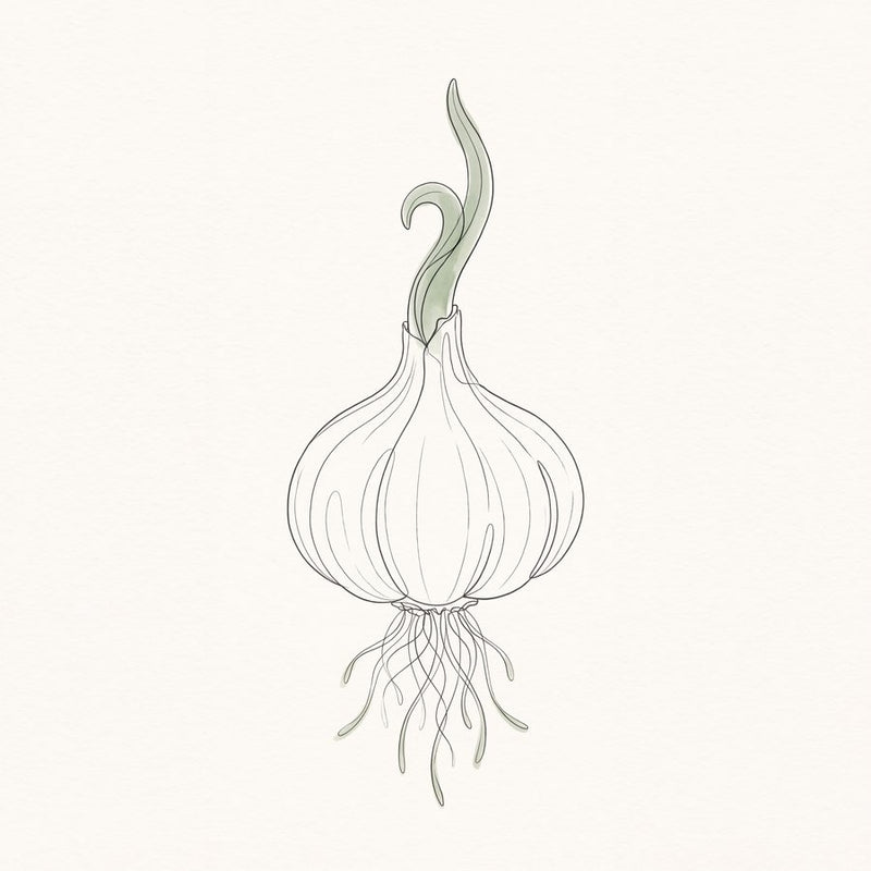 Sprouting Garlic Bulb Study | Botanical Line Printable Wall Art Print by Verdant Hours — print preview shown framed at true scale in an illustrated room preview