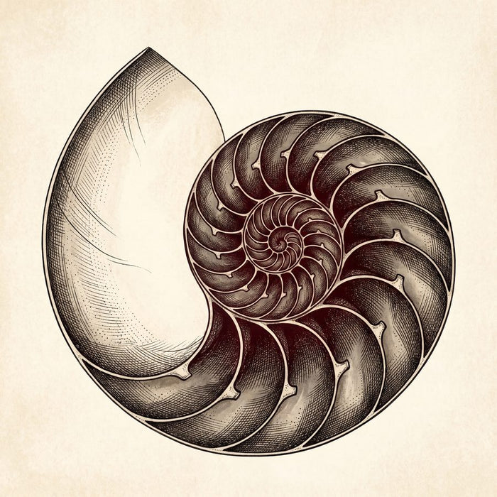 Chambered Nautilus in Section | Dark Academia Printable Wall Art Print by Inkwell & Bramble