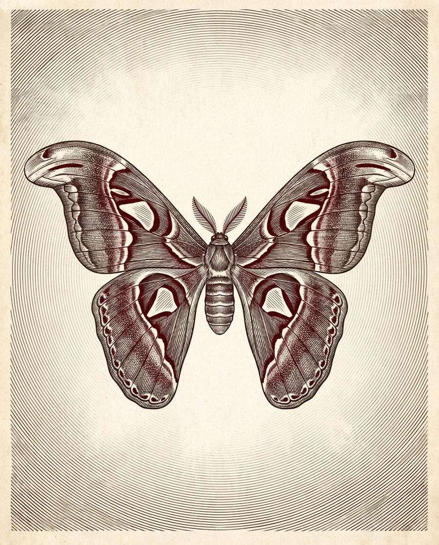 Atlas Moth, Pinned Specimen | Dark Academia Printable Wall Art Print by Inkwell & Bramble — print preview