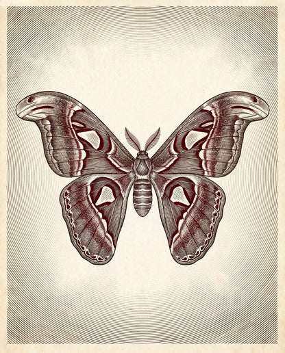 Atlas Moth, Pinned Specimen | Dark Academia Printable Wall Art Print by Inkwell & Bramble — print preview