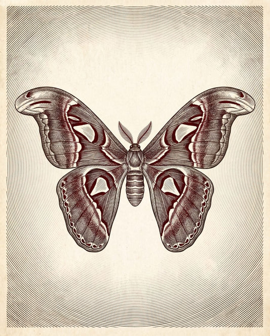 Atlas Moth, Pinned Specimen | Dark Academia Printable Wall Art Print by Inkwell & Bramble — print preview