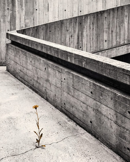 Ramp & Single Stem | Concrete Brutalist Printable Wall Art Print by Brutalist Bloom — print preview