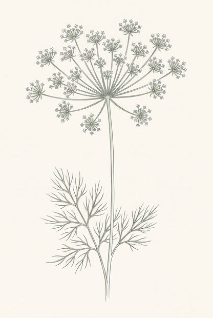 Umbel, Bulb & Trail Kitchen Herbarium — 3 Line Art Prints by Verdant Hours — print preview