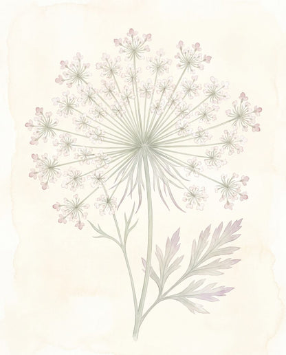 Harebell & Wild-Lace Pressings | 3 Pressed Botanical Nursery Prints by Pressed Petal — print preview