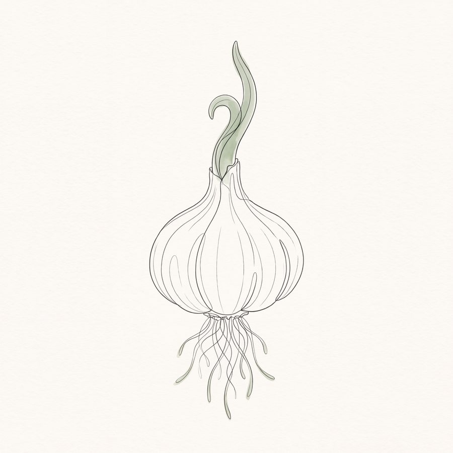 Umbel, Bulb & Trail Kitchen Herbarium — 3 Line Art Prints by Verdant Hours — print preview