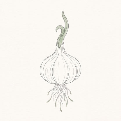 Umbel, Bulb & Trail Kitchen Herbarium — 3 Line Art Prints by Verdant Hours — print preview