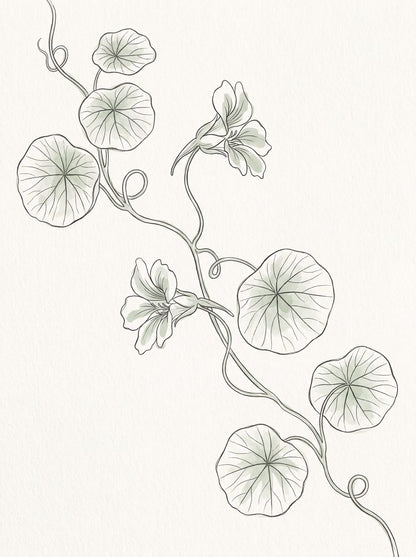 Umbel, Bulb & Trail Kitchen Herbarium — 3 Line Art Prints by Verdant Hours — print preview